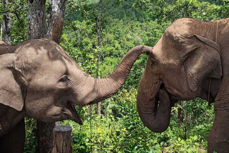 10 raisons pour lesquelles vous devez visiter l'incroyable Chiang Mai