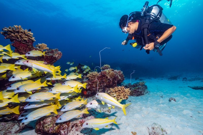 La plongée sous-marine est également une activité intéressante à ne pas manquer lors d'un voyage à Vinh Hy.