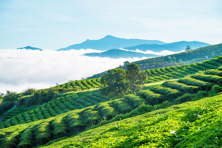 La colline de thé de Tam Chau – le grenier à thé du pays