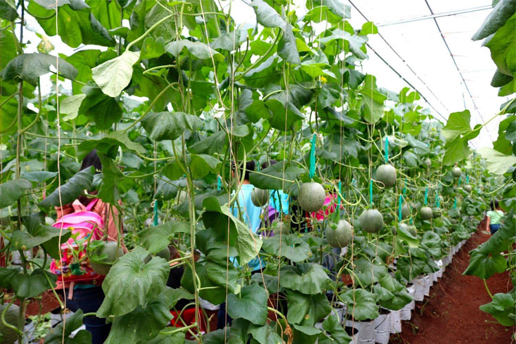 Visitez le jardin fruitier