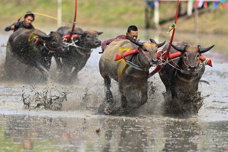 Festival des courses de buffles à Chonburi