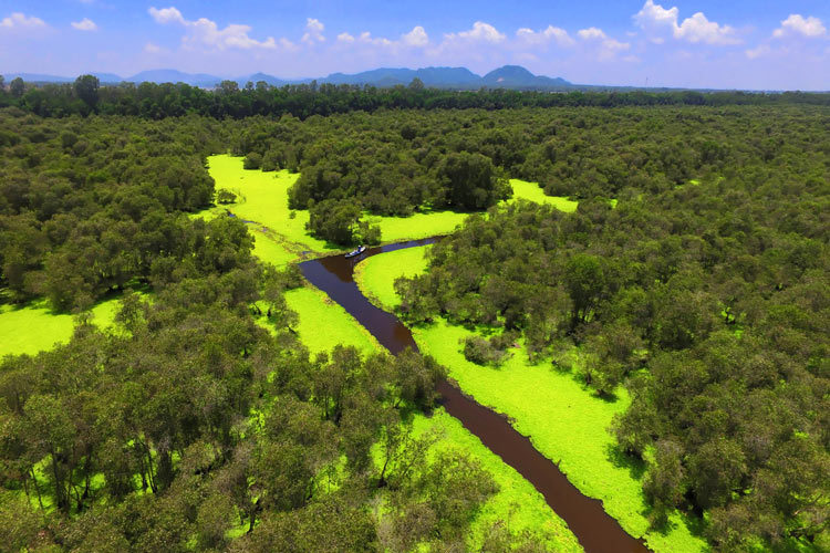 Forêt de cajeputiers de Tra Su