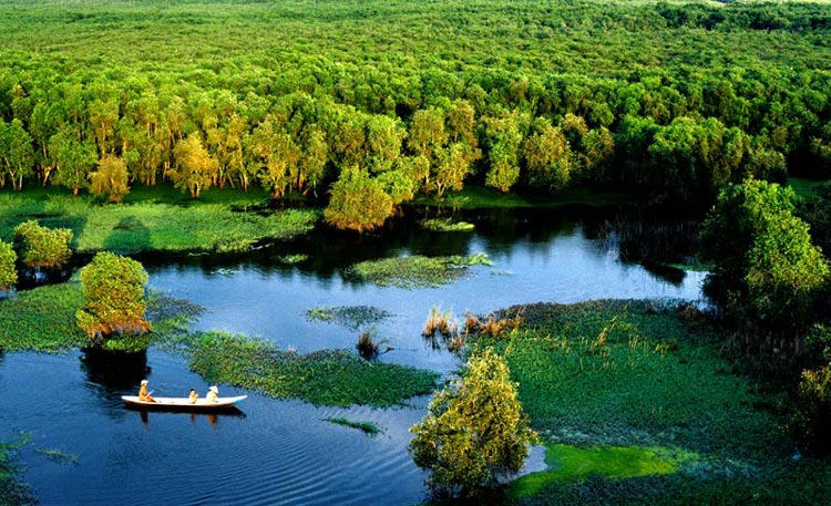 Protéger la biodiversité de la forêt Melaleuca