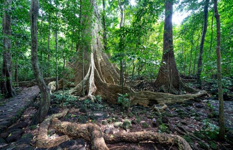 Écosystème diversifié du parc national de Cat Tien