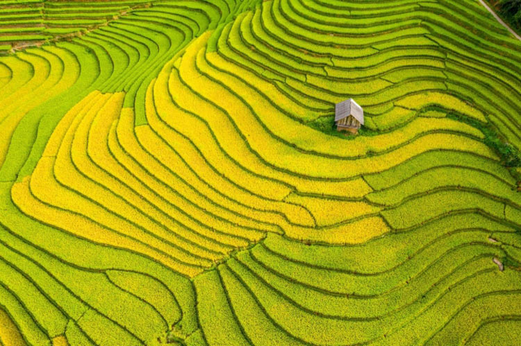 Champs en terrasses avec du riz doré mûr à Sapa