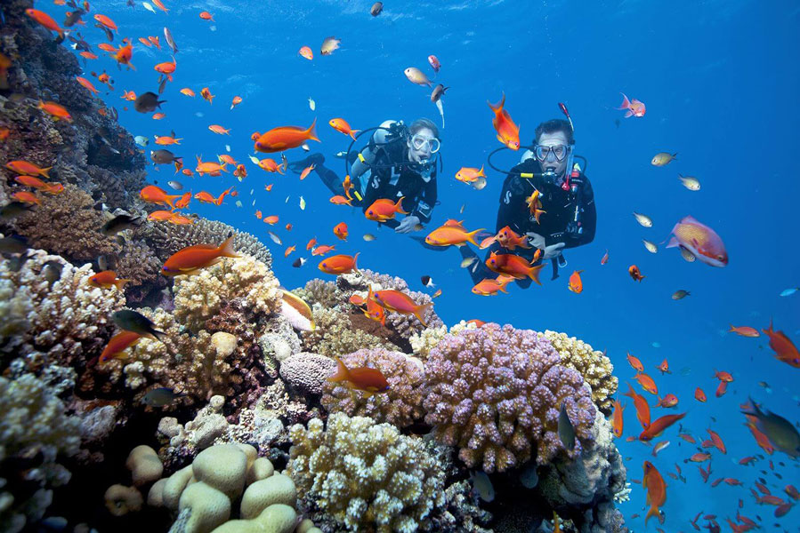 Se promener sous la mer et contempler le parc de corail Namaste