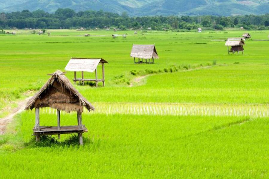 Voyagez entre novembre et mars pour profiter du climat idéal à Luang Namtha
