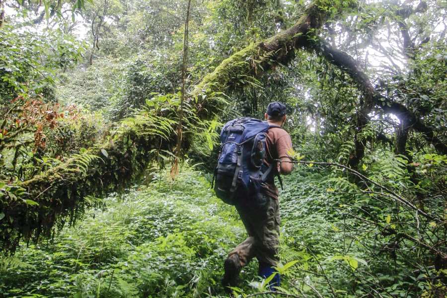 Un trekking au sommet à l'aire protégée de Nam Et - Phou Louey