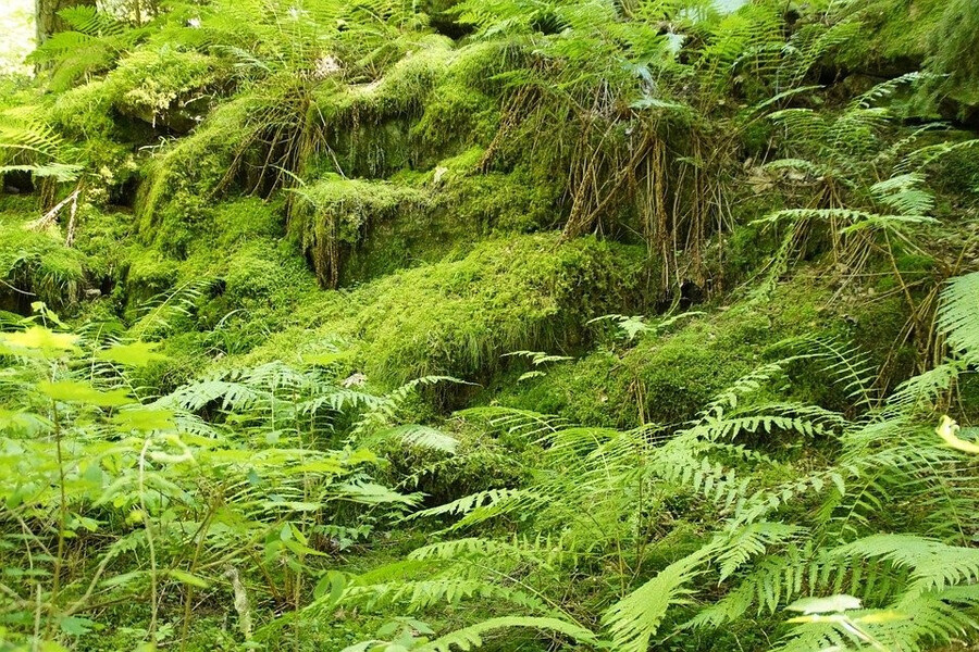 Les forêts de Nghieu Son Linh abritent une biodiversité exceptionnelle