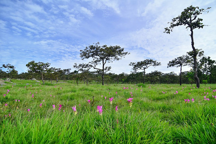 les zones naturelles de Chaiyaphum.