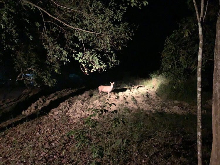 Visite nocturne d'observation de la faune