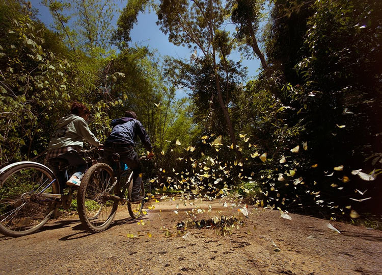 Saison des papillons dans le parc national de Cat Tien