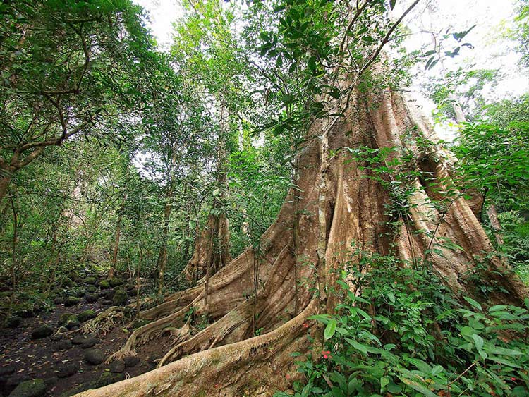 Arbre géant de 500 ans dans le parc national de Cat Tien