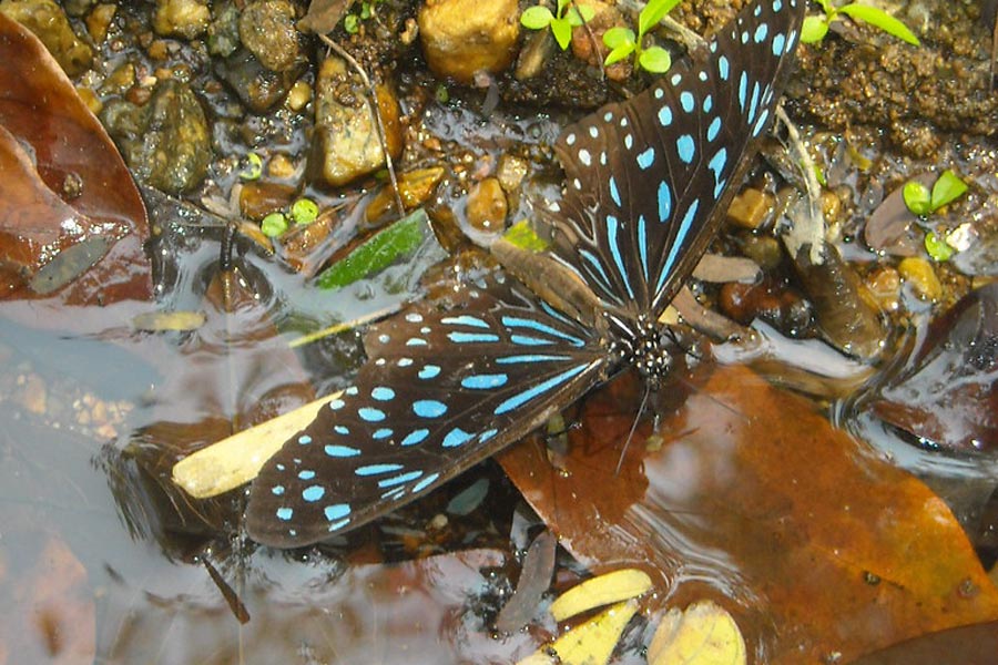 Parc national de Lan Sang