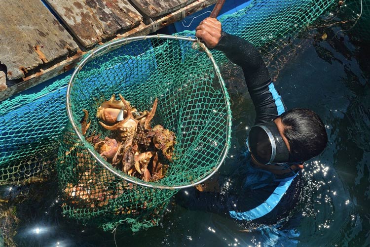 Les spécialités de fruits de mer à ne pas manquer lorsqu'on se rend dans les provinces côtières sont les fruits de mer