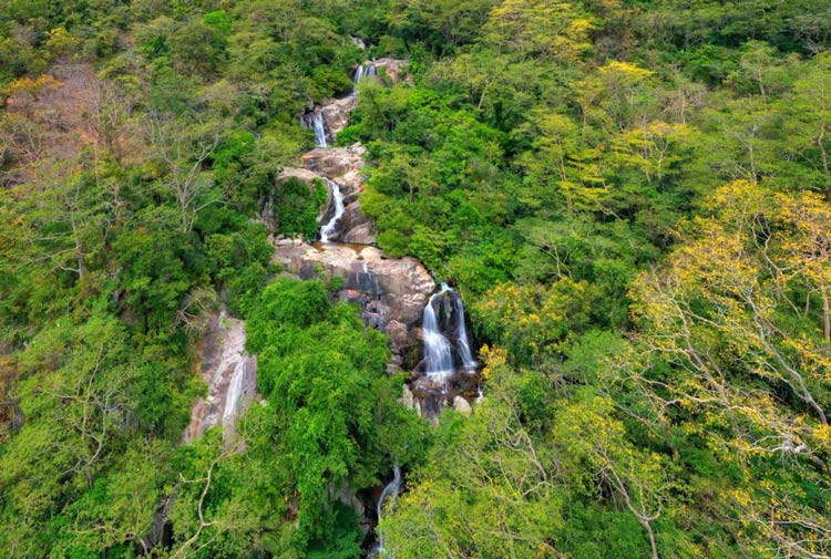 La seule forêt sèche du Vietnam et rarement vue en Asie du Sud-Est