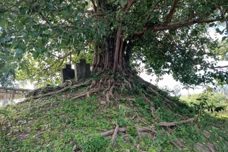 Monticule de Tuol Po est remarquablement englouti par un arbre du temple de Prasat Phum Prasat