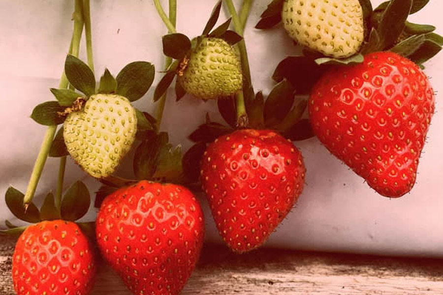 Raju's Hill Strawberry aux hauts plateaux de Cameron