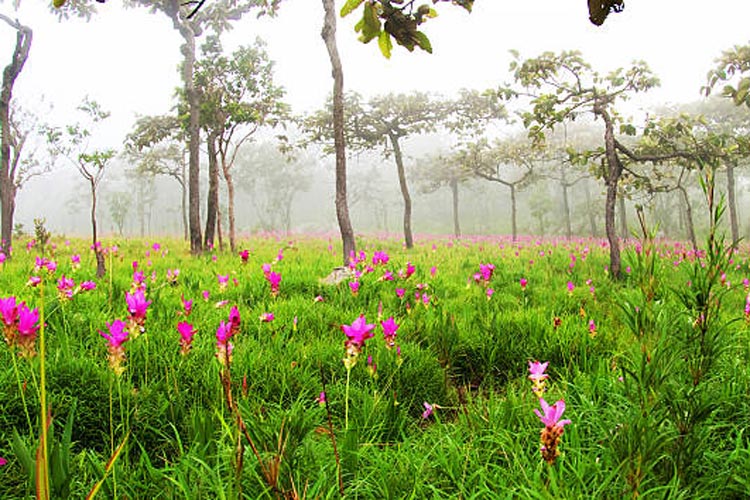 Le parc national de Sai Thong