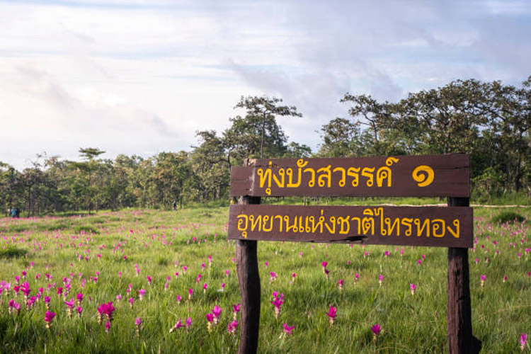Le parc national de Sai Thong en Thaïlande se distingue par sa riche biodiversité