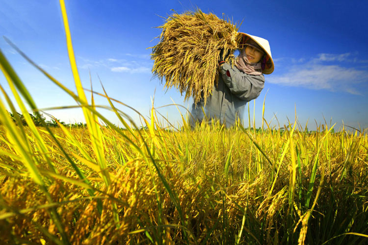 Saison de la récolte de riz