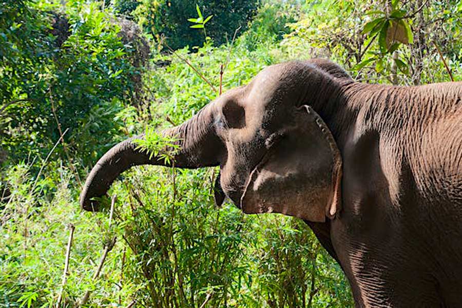 Vallée des Éléphants à Sen Monorom