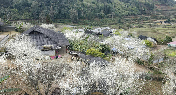 Le village de Ta Van est immergé dans la couleur blanche des fleurs de prunier