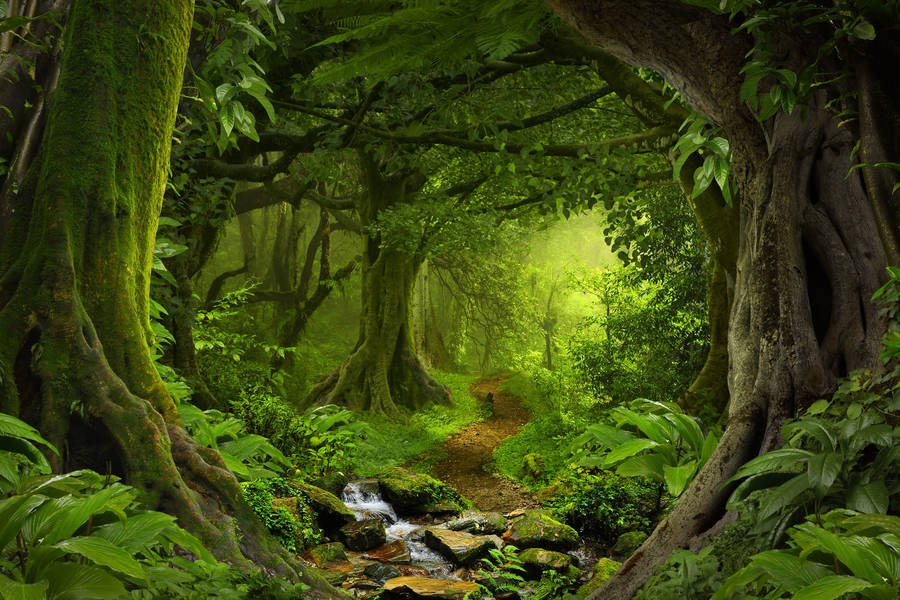 Luxuriance et nature sauvage de la forêt tropicale de Tanjung Gemuk