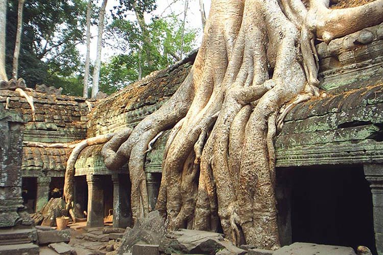 Racines d'arbres emblématiques du temple Ta Prohm