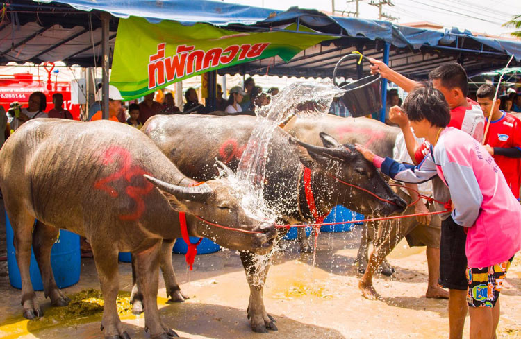 Kumphawapi Buffalo Racing Festival Udon Thani