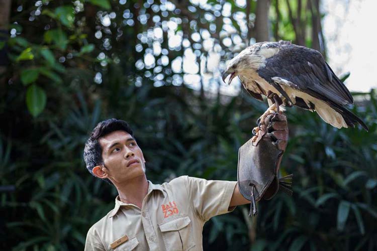 N'oubliez pas d'observer les oiseaux sympas au Bali Zoo
