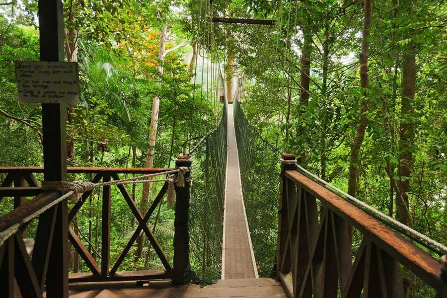 Canopy Walkway au parc national de Taman Negara