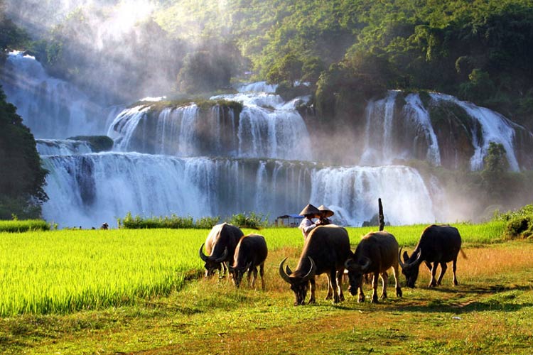 Au rive de la cascade de Ban Gioc se trouve les rizières pittoresques