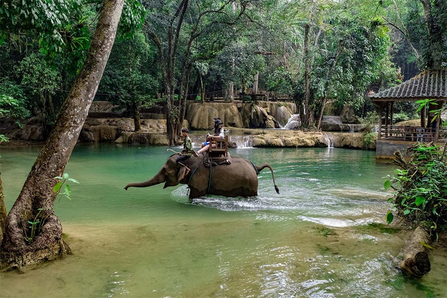 Vous vous intéressez certainement aux éléphants à la cascade de Tad Sae