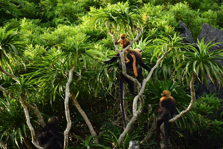 La forêt de Kim Giao au Parc National de Cat Ba est la forêt unique du monde