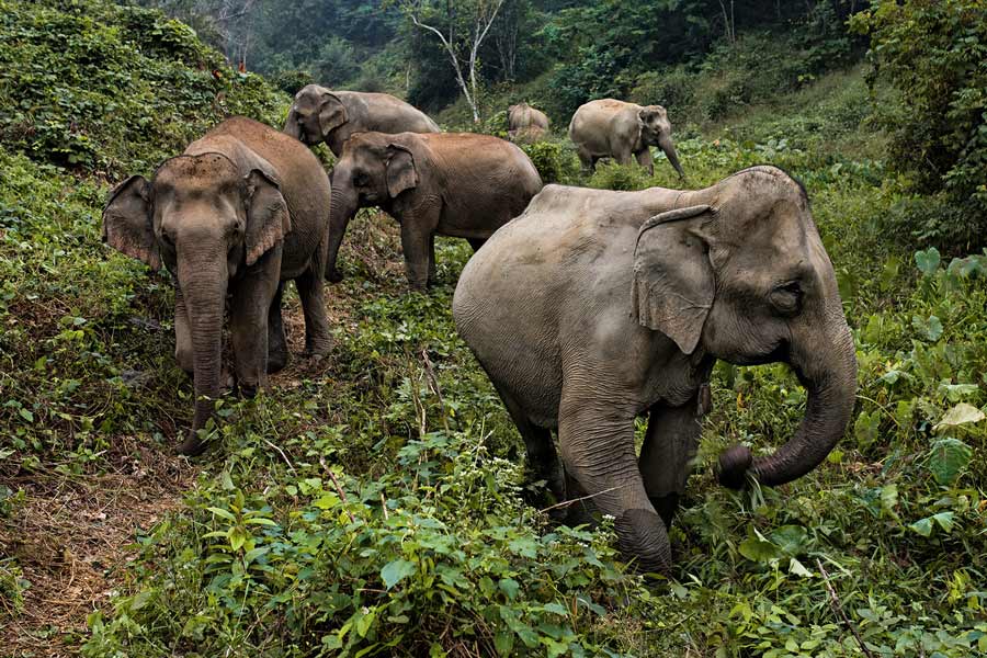 Centre de conservation des éléphants à Sayaboury