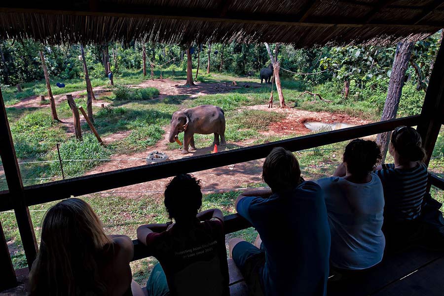Observation des éléphants - une des expériences les plus captivantes au centre de conservation des éléphants