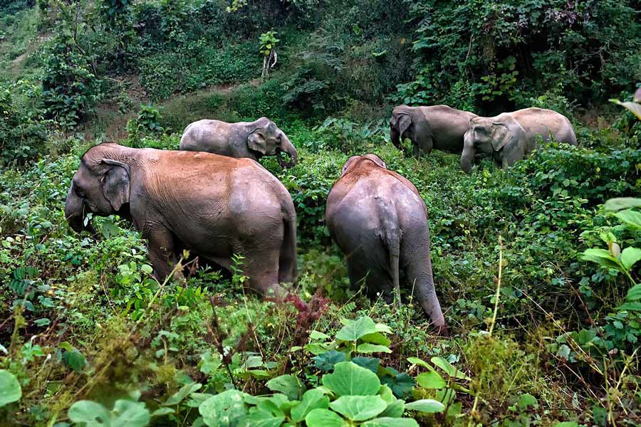 Adoption symbolique - un lien émotionnel entre les visiteurs et les éléphants du Centre de Conservation des Éléphants à Sayaboury