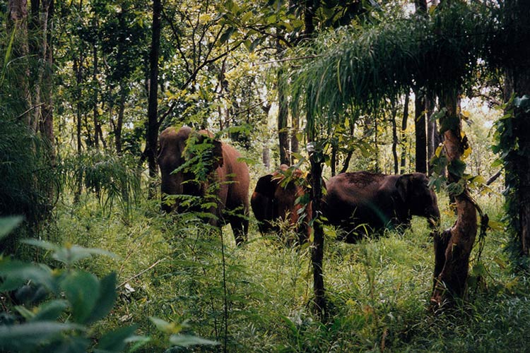 les animaux sauvages