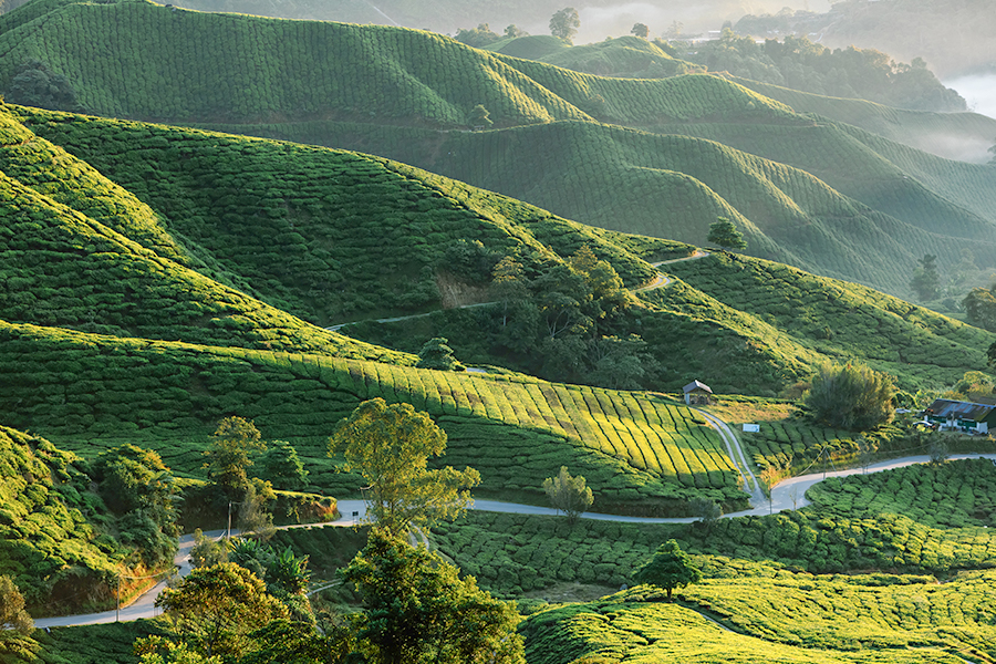 Paysages verdoyants et leurs plantations de thé pittoresques des Cameron Highlands