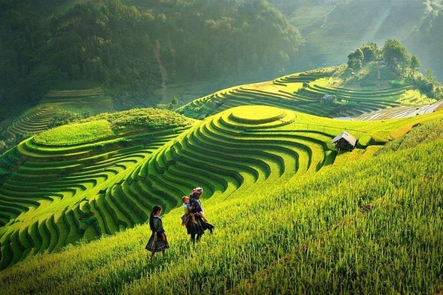 Les paysages verdoyants au Nord du Vietnam 