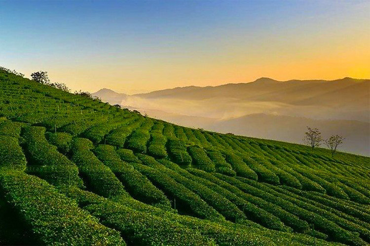 La colline de thé de Cau Dat