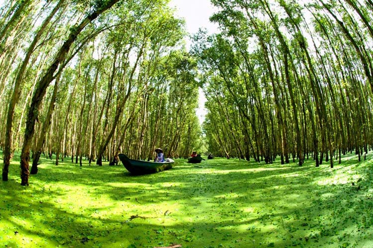 Scène naturelle dans le delta du Mékong pendant la saison sèche