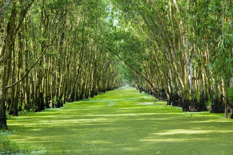 Le tourisme écologique dans le Delta du Mékong