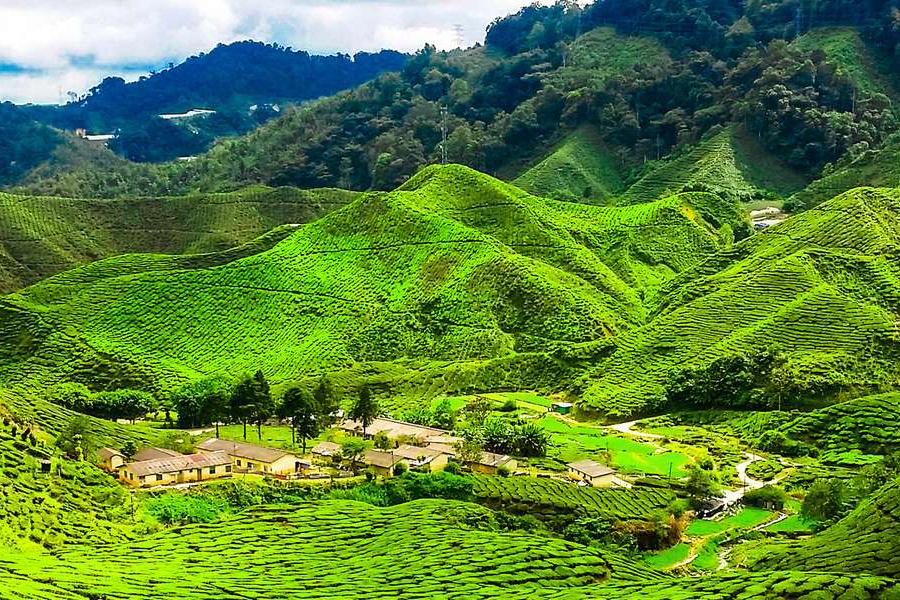 Parmi les destinations à ne pas manquer en Malaisie, Cameron Highlands se distinguent par leur atmosphère sereine et leur charme intemporel