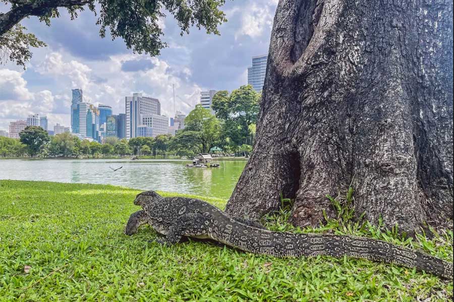 Parc de Lumpini est une destination gratuite à visiter à Bangkok