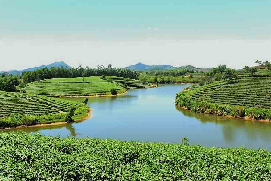 Les collines de thé Thanh Chuong, un site naturel incontournable à Nghe An