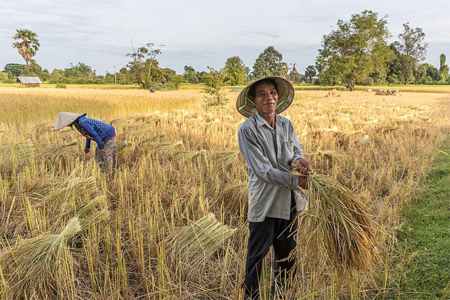 Un agriculteur récolte du riz sur l’île Don Det