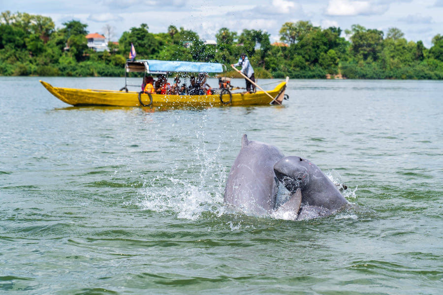 Les daulphin d'Irrawaddy à Don Det