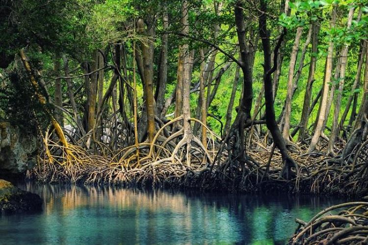 L'écosystème de mangrove du parc national de Cap Ca Mau